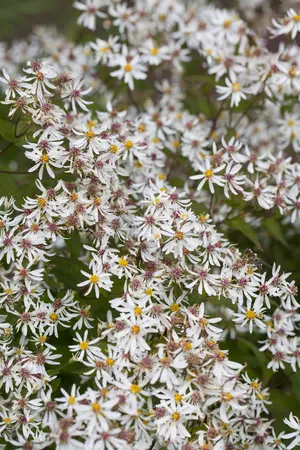 Aster divaricatus 'Tradescant' - P9 - image 1