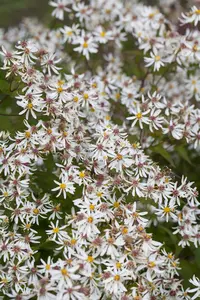 Aster divaricatus 'Tradescant'