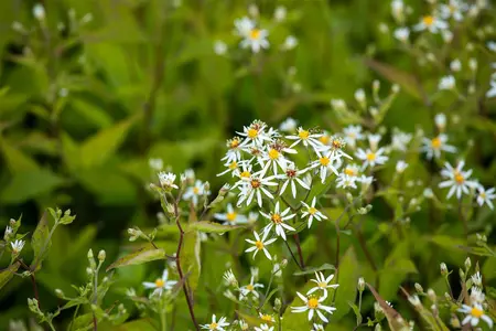 Aster divaricatus 'Tradescant' - P9 - image 2