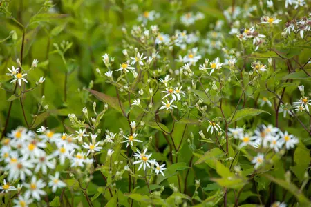 Aster divaricatus 'Tradescant' - P9 - image 3