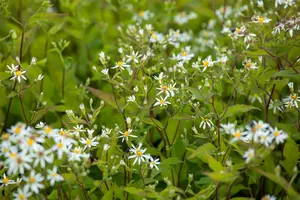 Aster divaricatus 'Tradescant' - P9 - image 3