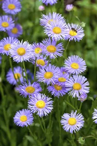 Aster dumosus