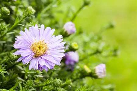 Aster dumosus - 2 Ltr pot - image 2