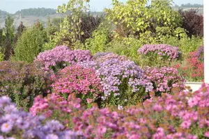 Aster dumosus - 2 Ltr pot - image 3