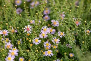 Aster ericoides 'Lovely'