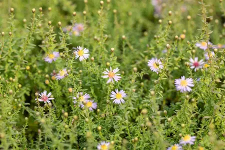 Aster ericoides 'Lovely' - P9 - image 2