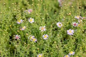 Aster ericoides 'Lovely' - P9 - image 2