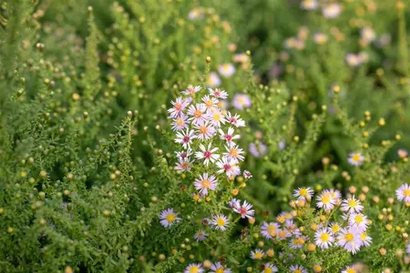 Aster ericoides 'Lovely' - P9 - image 3