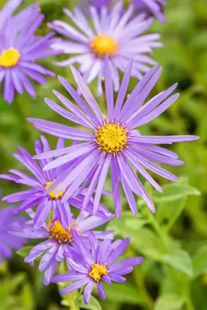 Aster frikartii 'M?nch' - P9 - image 3
