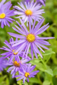 Aster frikartii 'M?nch' - P9 - image 3