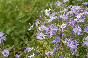 Aster frikartii 'M?nch' - P9 - image 3