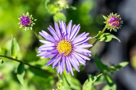 Aster frikartii 'M?nch' - PLUG/CELGROWN 100 CEL TRAY - image 3