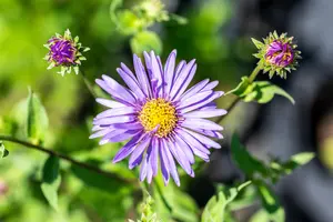 Aster frikartii 'M?nch' - PLUG/CELGROWN 100 CEL TRAY - image 3