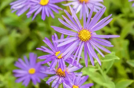 Aster frikartii 'M?nch' - P9 - image 2