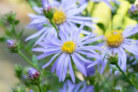 Aster frikartii 'Wunder von St?fa' - P9