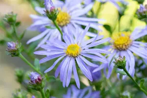 Aster frikartii 'Wunder von St?fa'