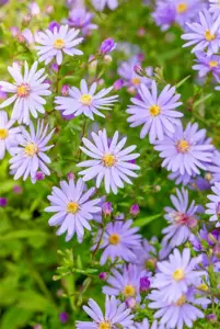 Aster 'Little Carlow' - P9 - image 4
