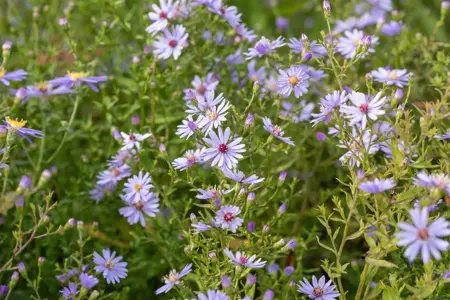 Aster 'Little Carlow' - P9 - image 2