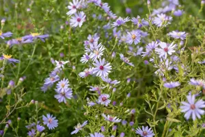 Aster 'Little Carlow' - P9 - image 2