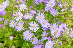 Aster 'Little Carlow' - P9 - image 3