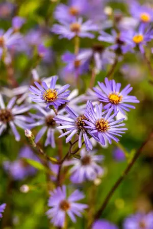 Aster macrophyllus 'Twilight' - P9 - image 4