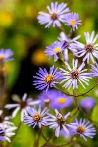 Aster macrophyllus 'Twilight' - P9 - image 5