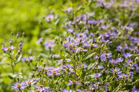 Aster macrophyllus 'Twilight' - P9 - image 1
