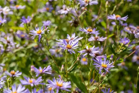 Aster macrophyllus 'Twilight' - P9 - image 2
