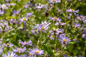 Aster macrophyllus 'Twilight' - P9 - image 2