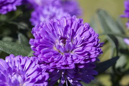 ASTER MIXED 10 pack - image 2