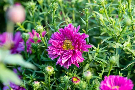 Aster n.-a. 'Harrington's Pink' - P9