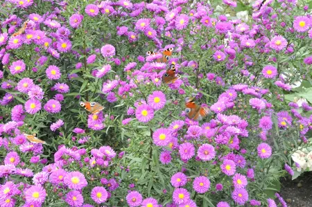 Aster n.-a. 'Purple Dome' - 1.5 Ltr pot