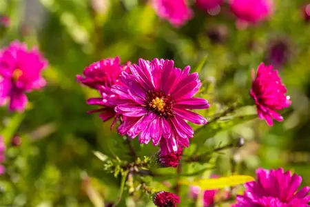 Aster n.-b. 'Crimson Brocade' - P11