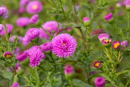 Aster n.-b. 'Patricia Ballard' - P9