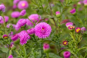 Aster n.-b. 'Patricia Ballard'