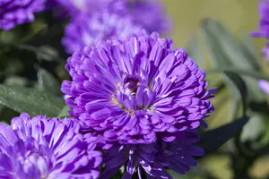 Aster 'New Jersey Blue Skies' - P9 - image 5
