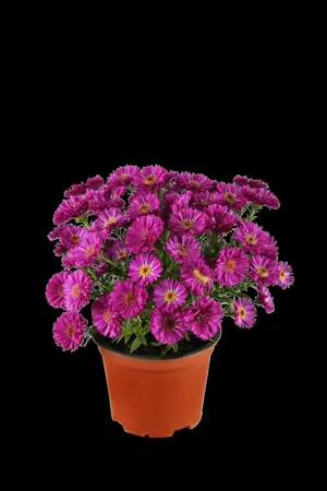 Aster novi-belgii mix - P9 - image 1