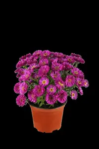 Aster novi-belgii mix - P9 - image 1