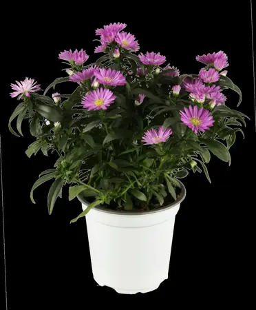 Aster novi-belgii mix - P9 - image 2
