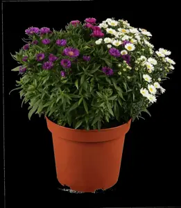 Aster novi-belgii mix - P9 - image 5