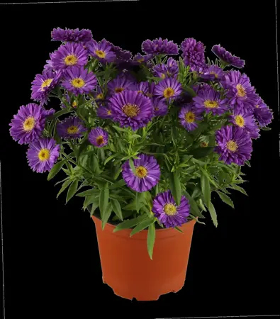 Aster novi-belgii mix - P9 - image 3