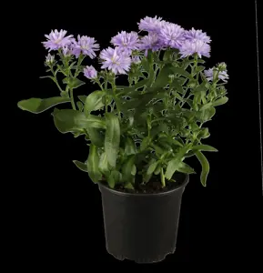 Aster novi-belgii mix - P9 - image 4