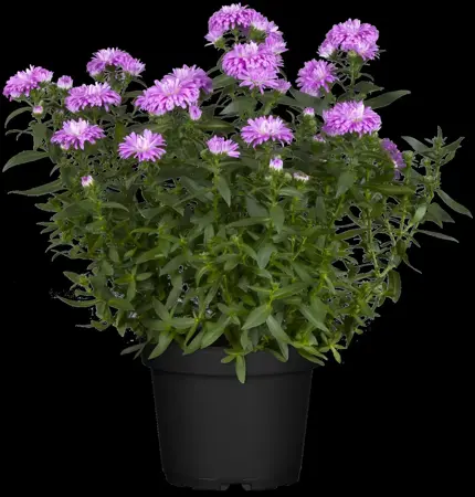 Aster 'Orpheus' - P9 - image 3