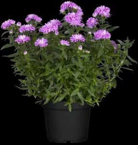 Aster 'Orpheus' - P9 - image 3