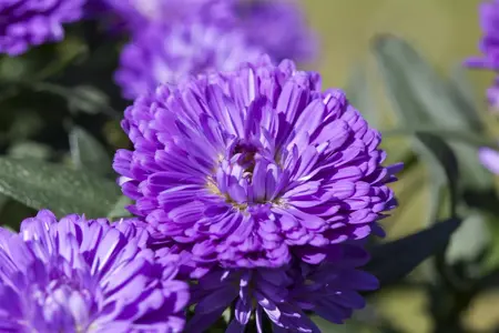 Aster 'Orpheus' - P9 - image 2