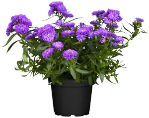 Aster 'Orpheus' - P9 - image 4