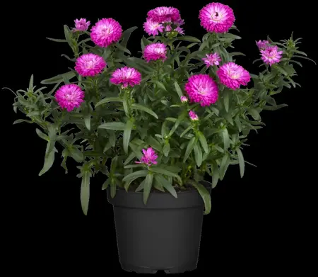 Aster 'Orpheus' - P9 - image 1
