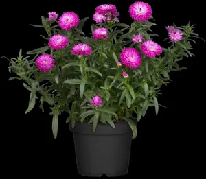 Aster 'Orpheus'