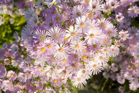 Aster 'Pink Star' - P9 - image 1