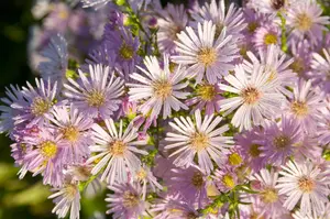 Aster 'Pink Star' - P9 - image 2